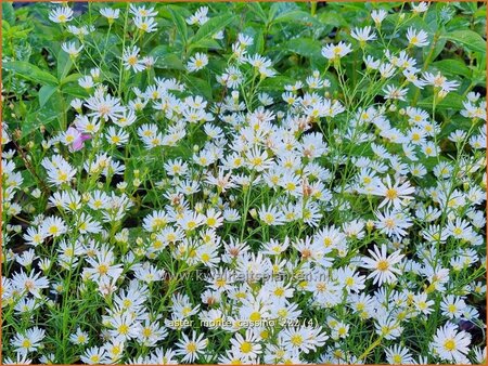 Aster 'Monte Cassino'