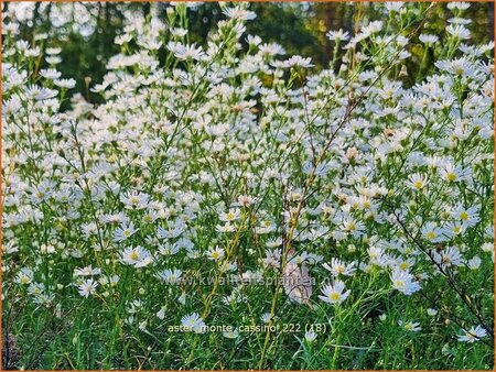 Aster 'Monte Cassino'
