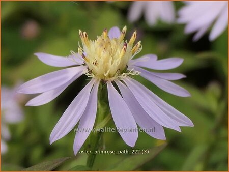 Aster &#39;Primrose Path&#39;