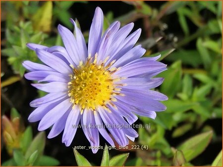 Aster &#39;Wood&#39;s Light Blue&#39;