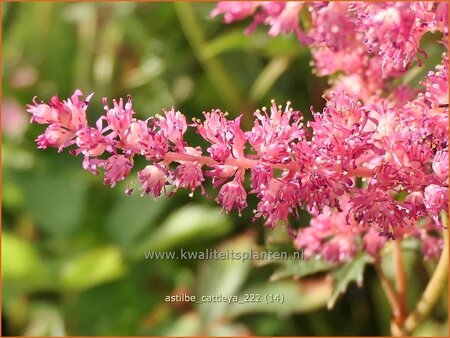 Astilbe 'Cattleya'
