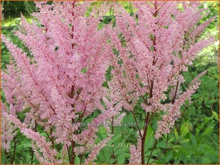 Astilbe &#39;Erika&#39;