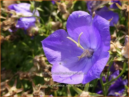 Campanula carpatica &#39;Blaue Clips&#39;