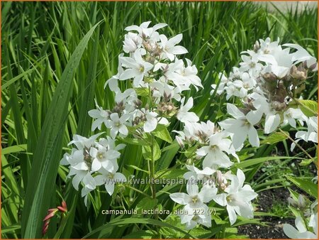 Campanula lactiflora 'Alba'