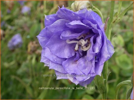 Campanula persicifolia &#39;La Belle&#39;