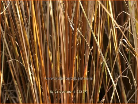 Carex buchananii