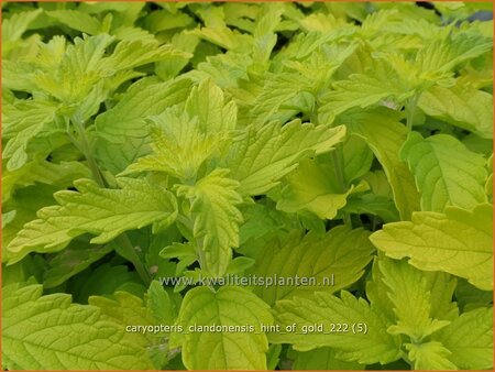 Caryopteris clandonensis &#39;Hint of Gold&#39;