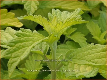 Caryopteris clandonensis &#39;Hint of Gold&#39;