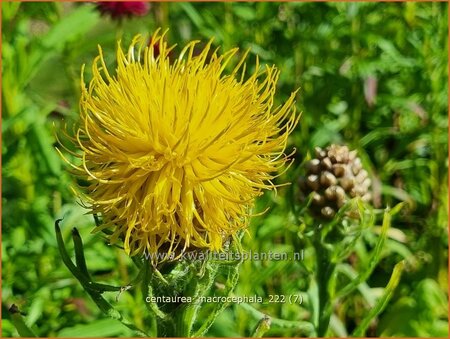 Centaurea macrocephala