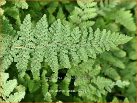 Cheilanthes lanosa