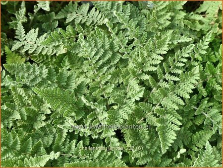 Cheilanthes lanosa