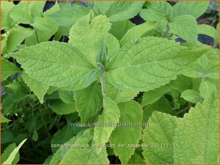 Comanthosphace stellipilum var. tosaense