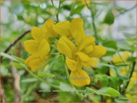 Coronilla valentina subsp. glauca