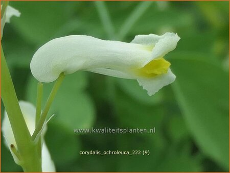 Corydalis ochroleuca