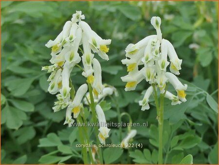 Corydalis ochroleuca