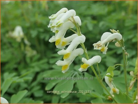 Corydalis ochroleuca