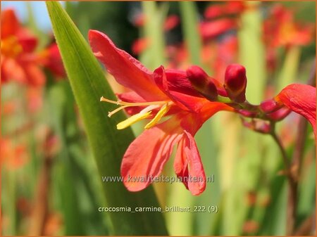 Crocosmia 'Carmine Brilliant'