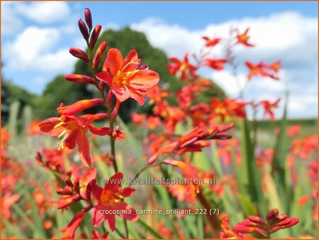 Crocosmia &#39;Carmine Brilliant&#39;