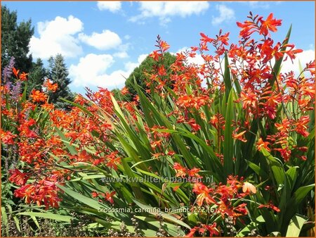 Crocosmia &#39;Carmine Brilliant&#39;