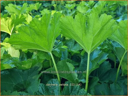 Darmera peltata