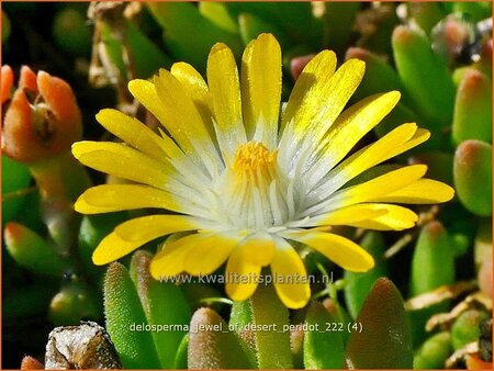 Delosperma 'Jewel of Desert Peridot'