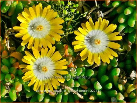 Delosperma &#39;Jewel of Desert Peridot&#39;