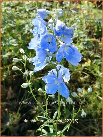 Delphinium &#39;Ballkleid&#39; (pot 11 cm)
