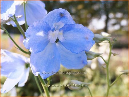 Delphinium 'Ballkleid' (pot 11 cm)