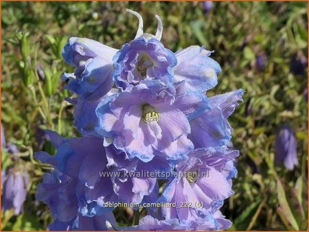 Delphinium &#39;Camelliard&#39;
