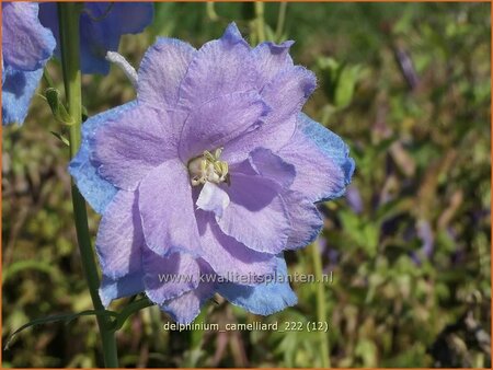 Delphinium &#39;Camelliard&#39;