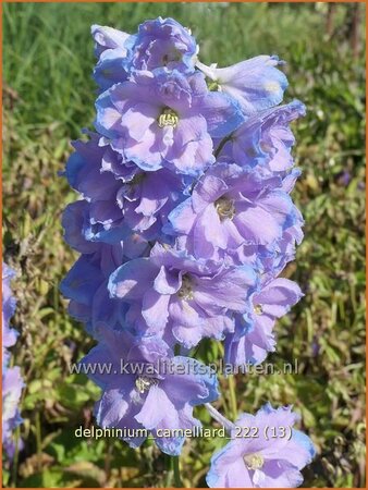 Delphinium &#39;Camelliard&#39;