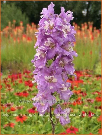 Delphinium &#39;Magic Fountains Deep Rose White Bee&#39;