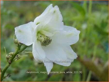 Delphinium 'Magic Fountains Pure White'