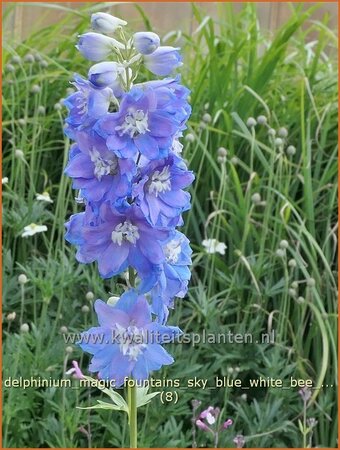Delphinium &#39;Magic Fountains Sky Blue White Bee&#39;