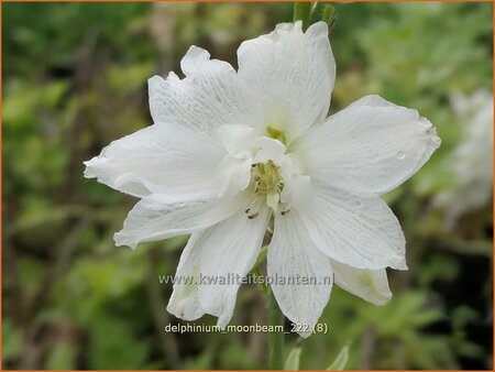 Delphinium 'Moonbeam' (pot 11 cm)