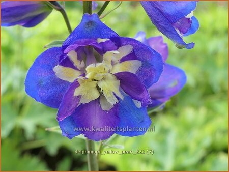 Delphinium &#39;Yellow Pearl&#39; (pot 11 cm)