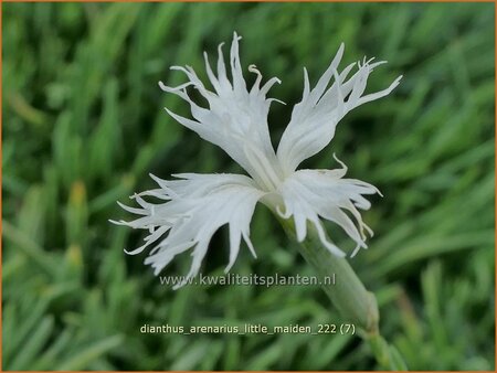 Dianthus arenarius &#39;Little Maiden&#39;