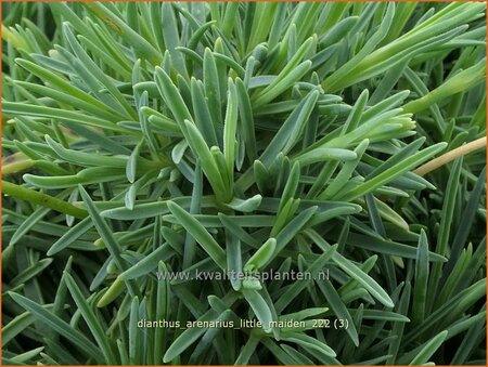 Dianthus arenarius &#39;Little Maiden&#39;