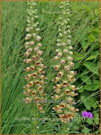 Digitalis ferruginea &#39;Gigantea&#39;