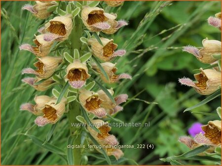 Digitalis ferruginea &#39;Gigantea&#39;