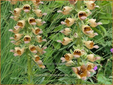 Digitalis ferruginea &#39;Gigantea&#39;