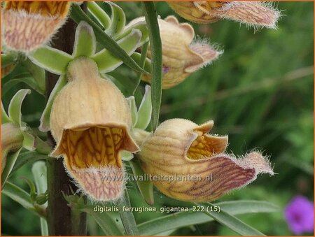 Digitalis ferruginea &#39;Gigantea&#39;