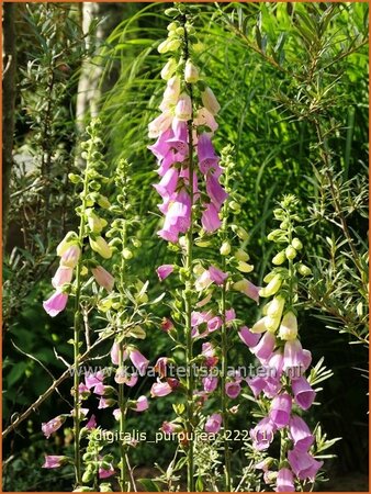 Digitalis purpurea