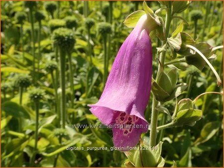Digitalis purpurea 'Gloxiniiflora'