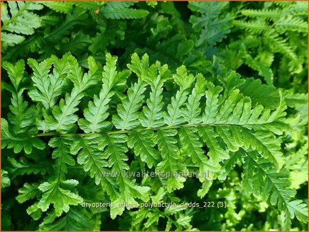 Dryopteris affinis &#39;Polydactyla Dadds&#39;