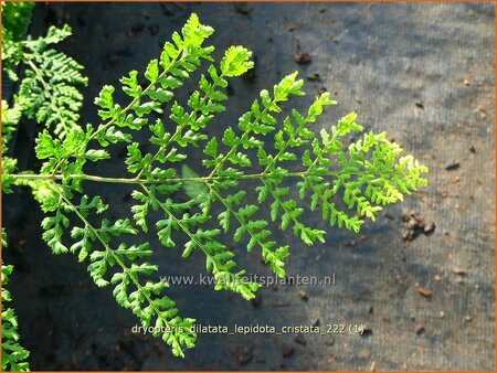 Dryopteris dilatata &#39;Lepidota Cristata&#39;