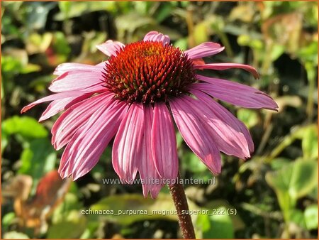Echinacea purpurea 'Magnus Superior'