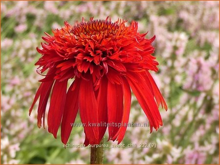 Echinacea purpurea &#39;Sweet Chili&#39;