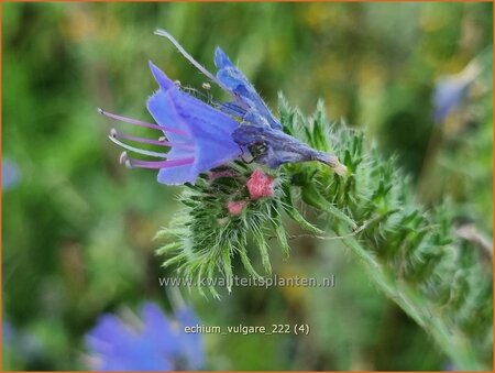 Echium vulgare