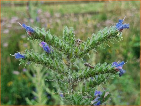 Echium vulgare